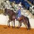 42nd International Pleasure and Colt Grand Championship